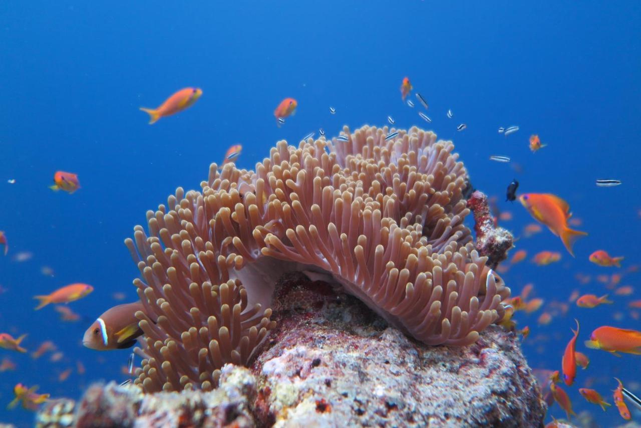 Гостьовий будинок Palm Rasdhoo