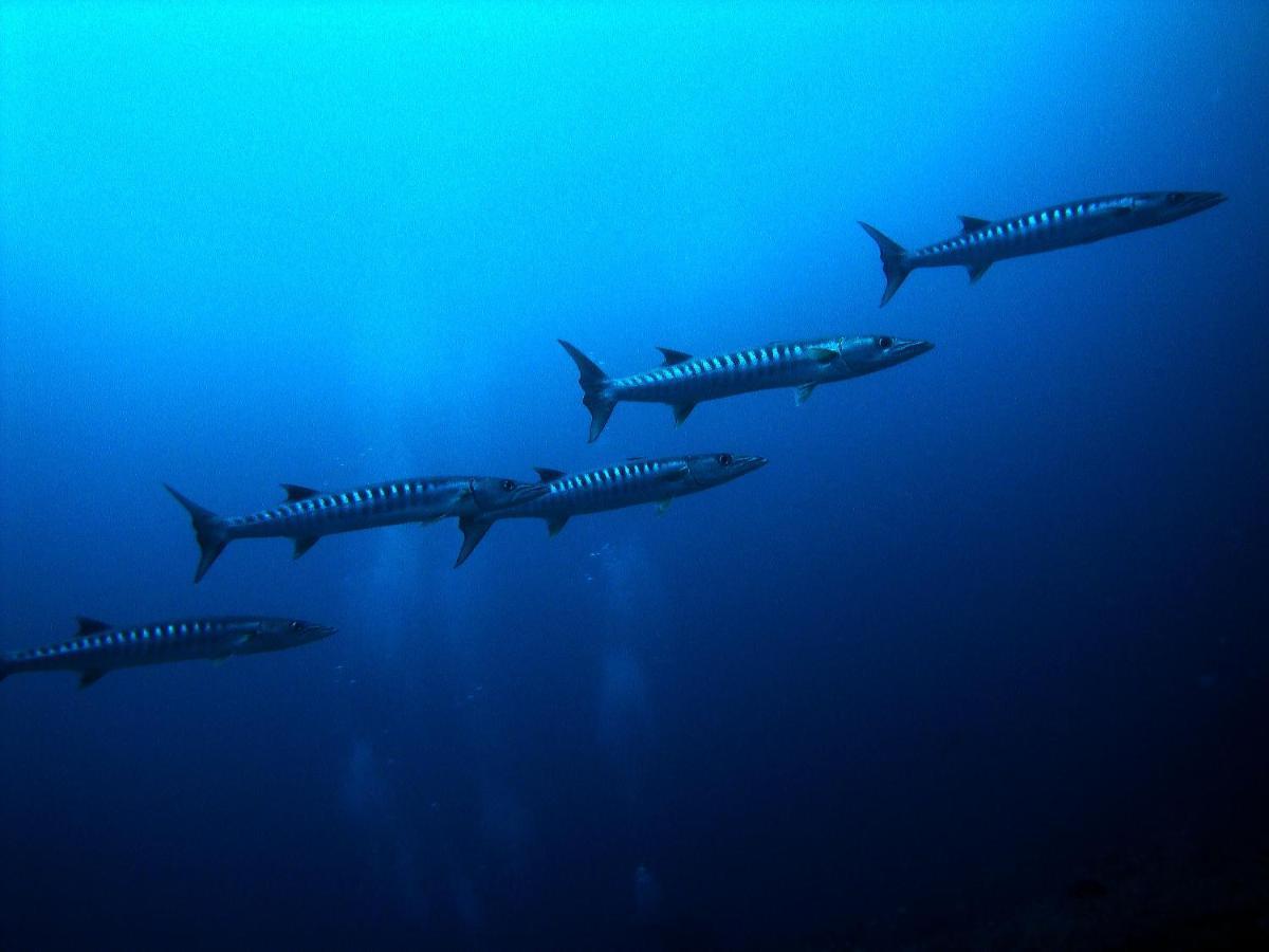 Palm Гостьовий будинок Rasdhoo